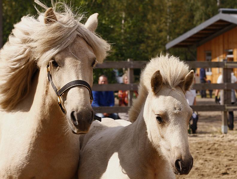 Lysir von Heidmoor g.jpg